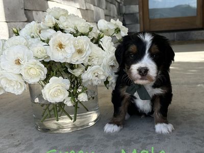 Ultra Bernedoodle Puppies!! Tri-color and Red and White Tuxedo