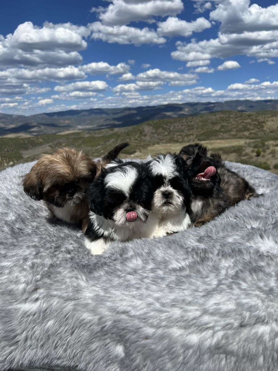 Purebred Shih Tzu puppies