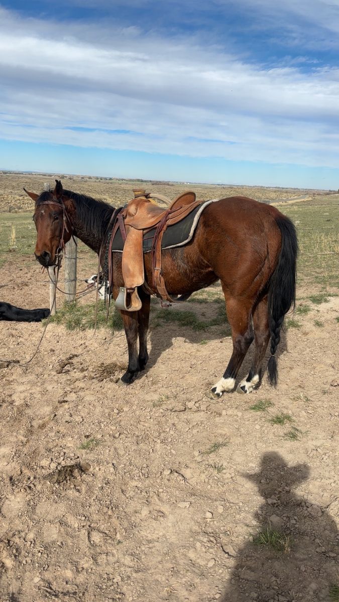 Grade 3 year old mare