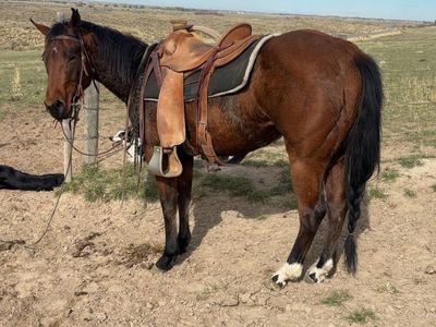 Grade 3 year old mare