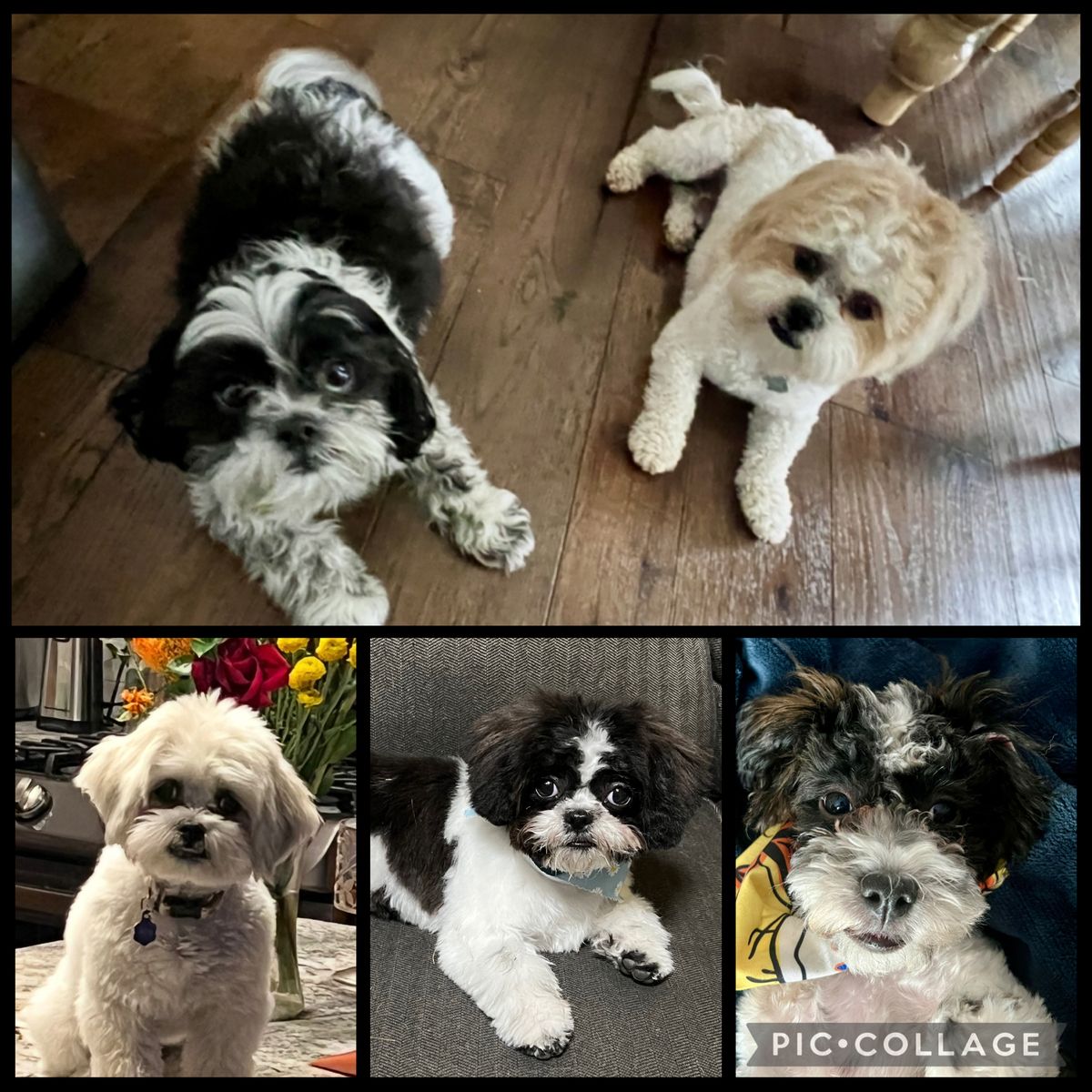 Teddy Bears (1/2 Shih Tzu and 1/2 Bichon) ready for their forever home in 1 week!