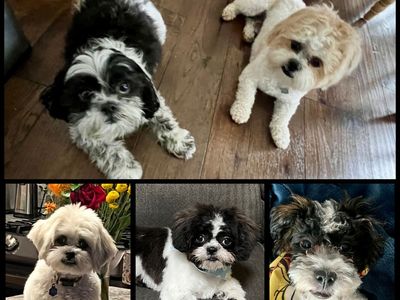 Teddy Bears (1/2 Shih Tzu and 1/2 Bichon) ready for their forever home in 1 week!