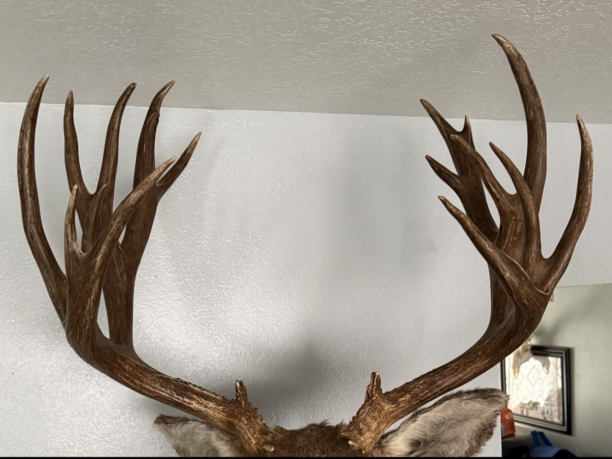 Looking for big mule deer mounts