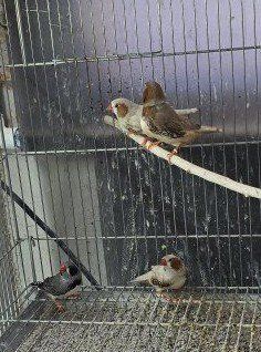 male zebra finch