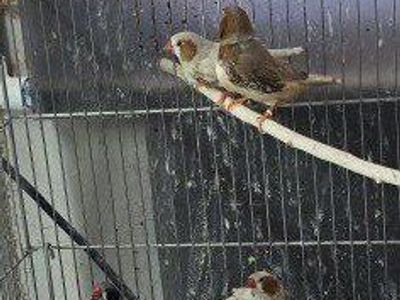 male zebra finch
