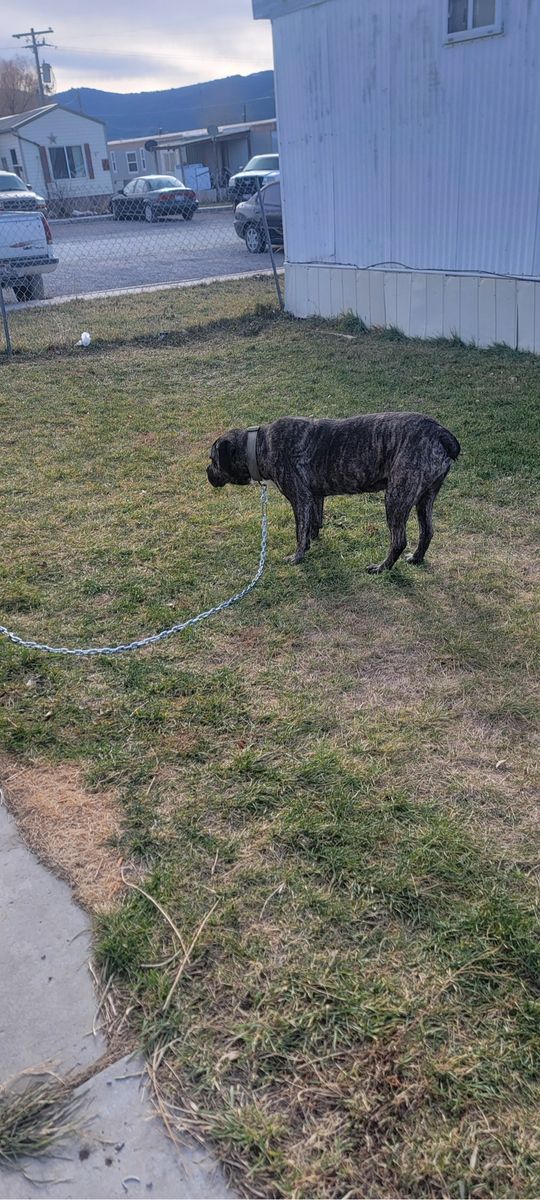 Cane Corso