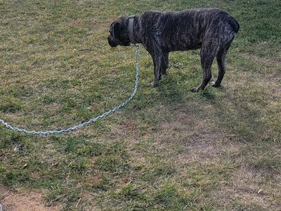 Cane Corso
