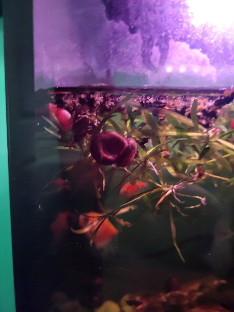 Red Ramshorn Snails