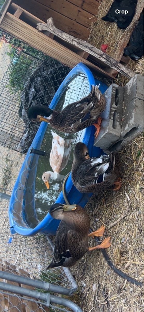 Ducks