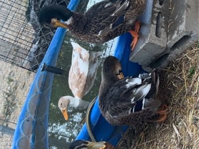 Ducks