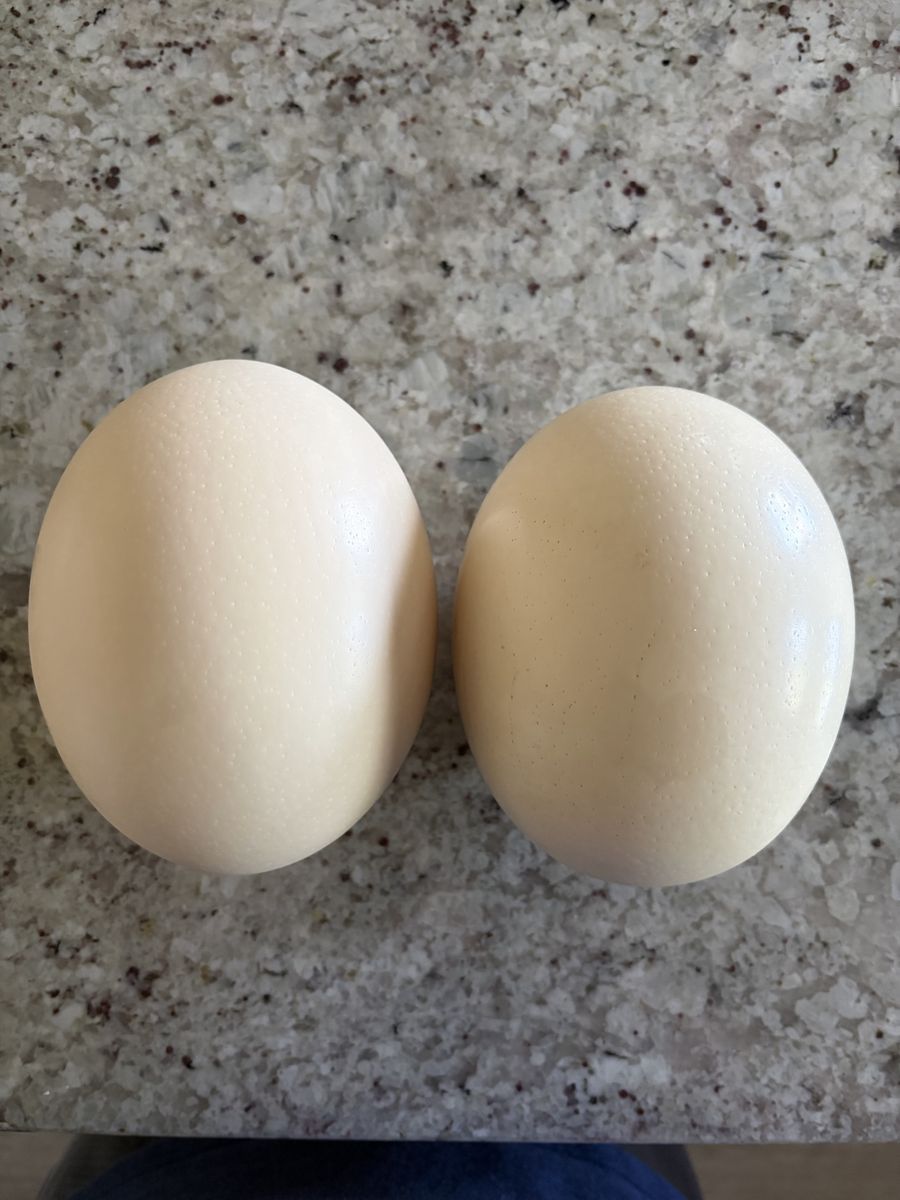 Ostrich Eggs