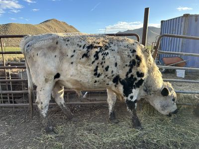 British White Bull For Sale or Lease