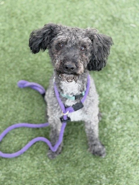 A154158 Buddy is Available for Adoption!