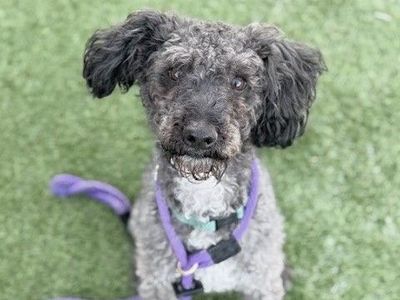 A154158 Buddy is Available for Adoption!