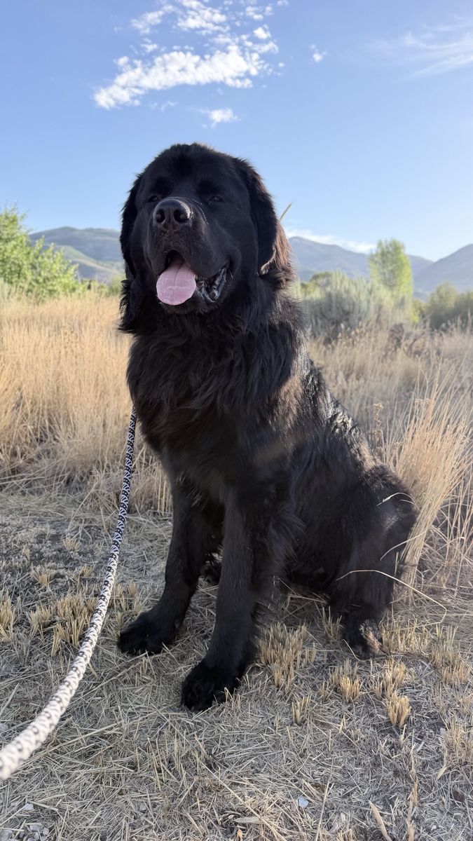 Male Newfoundland, 10 Months Old