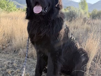 Male Newfoundland, 10 Months Old