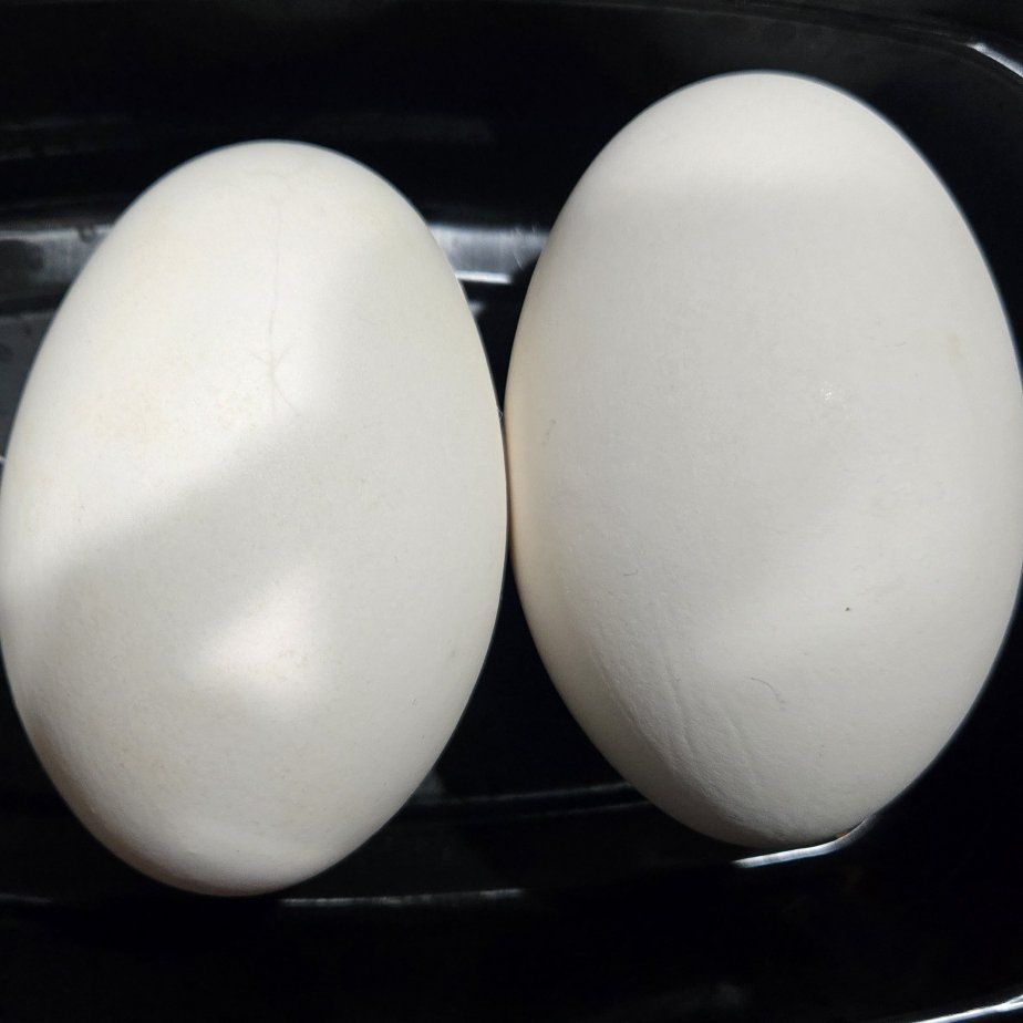 geese eggs