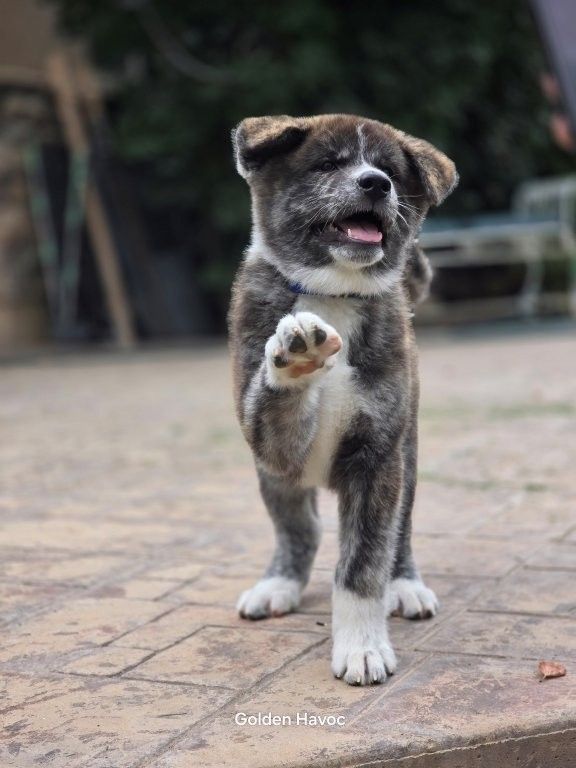 Messi — Brindle Japanese Akita Inu Boy Available Again