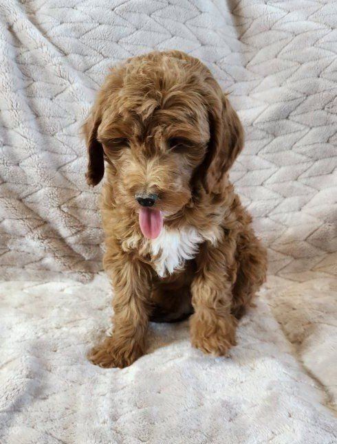 Adorable Goldendoodle Puppies - Ready for a Loving Home!