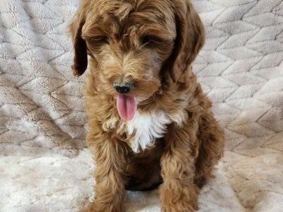 Adorable Goldendoodle Puppies - Ready for a Loving Home!