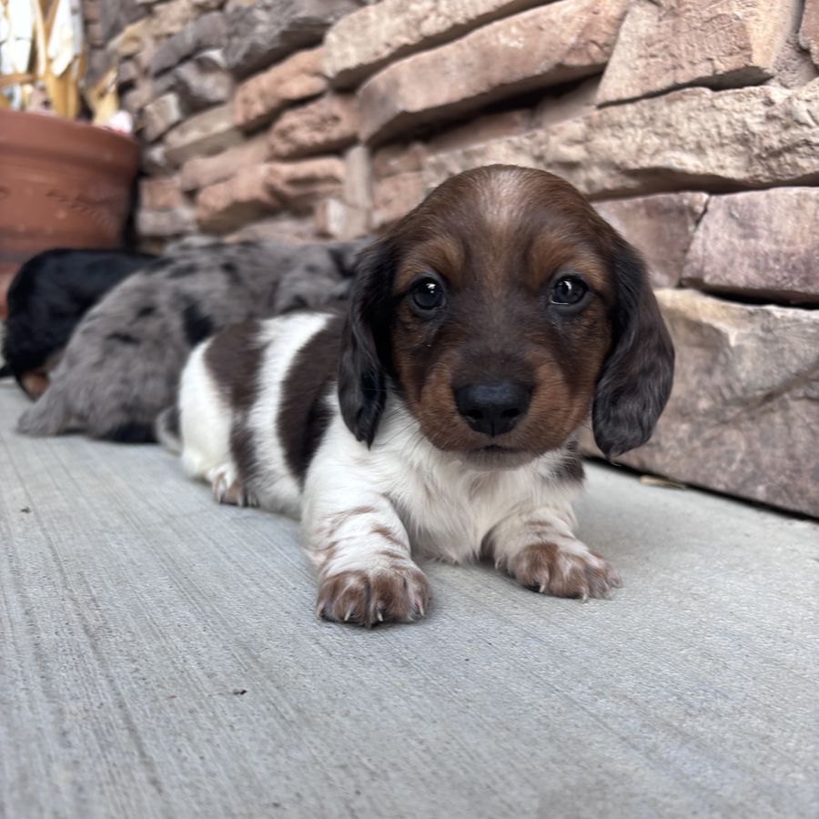 LONG HAIR MINIATURE DACHSHUND