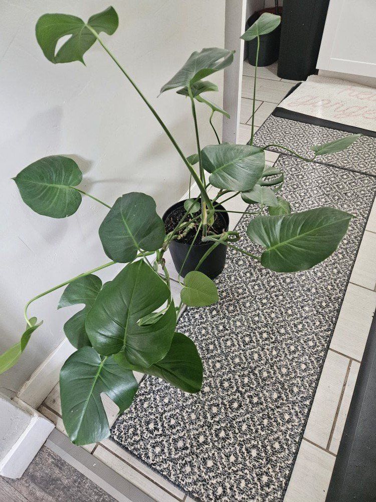 Hilton Carter Jungle Plant