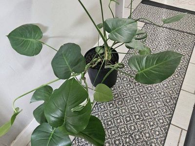 Hilton Carter Jungle Plant