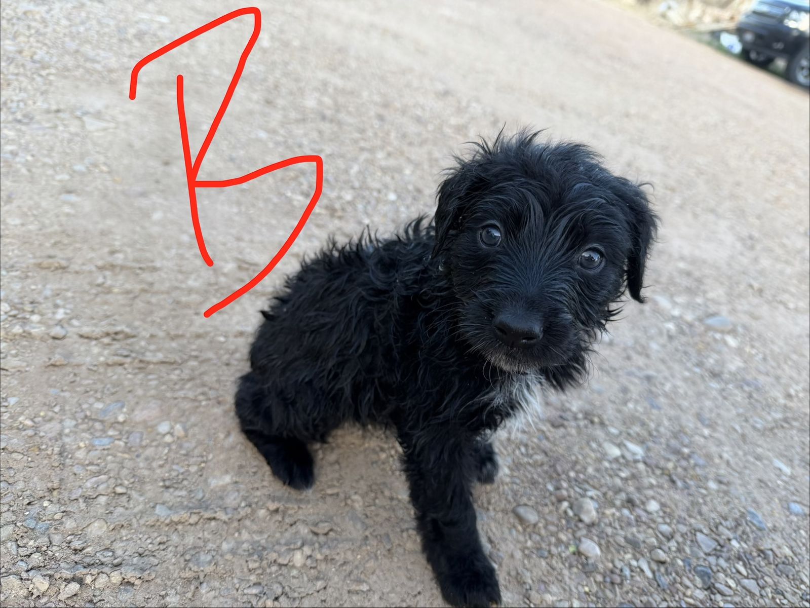 Lab/collie mix puppies