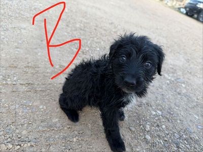 Lab/collie mix puppies