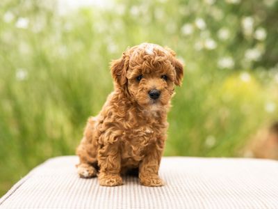 Mini poodle