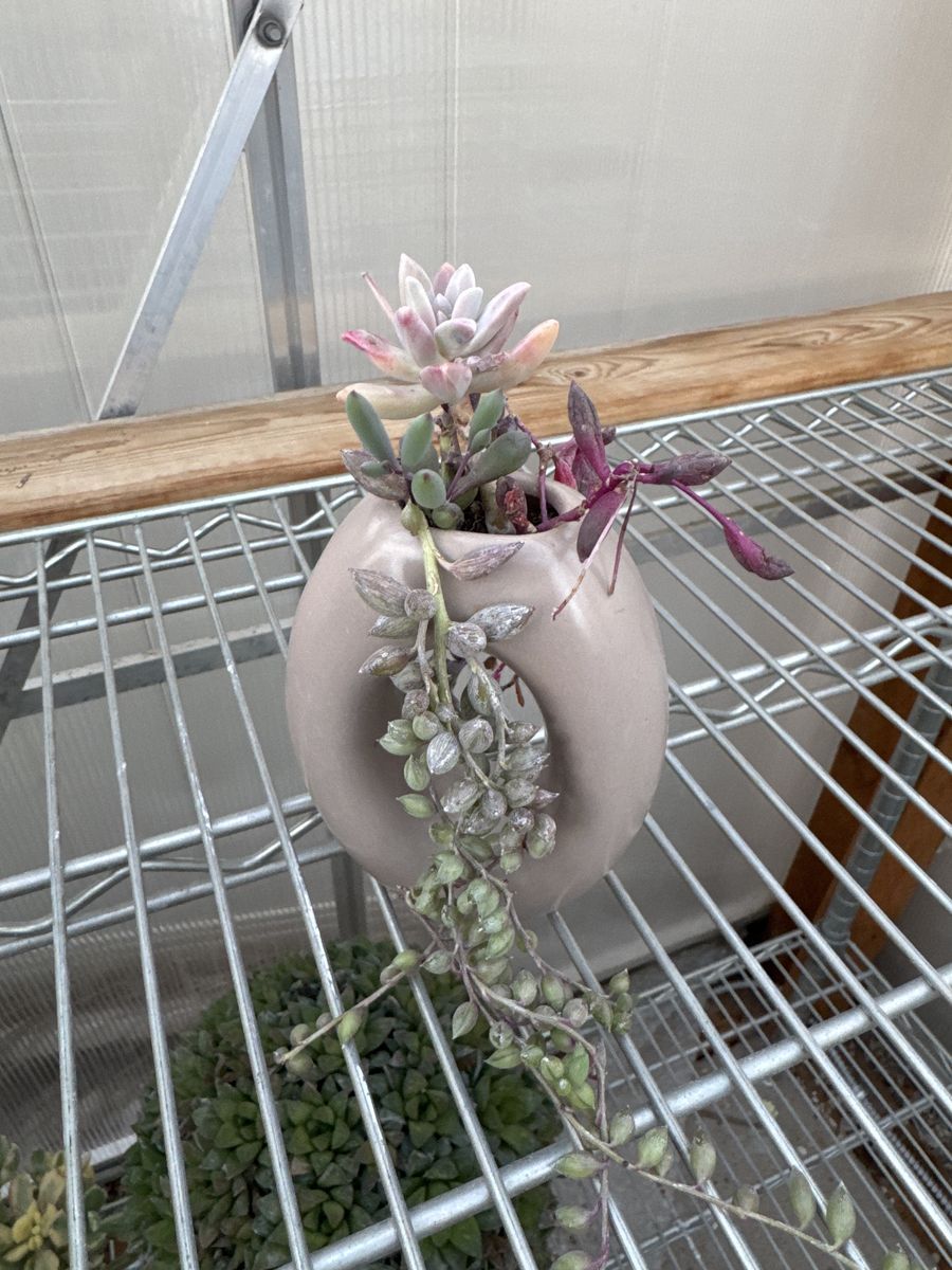 real succulent arrangement in oval planter