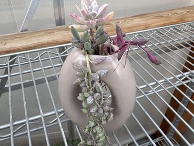 real succulent arrangement in oval planter