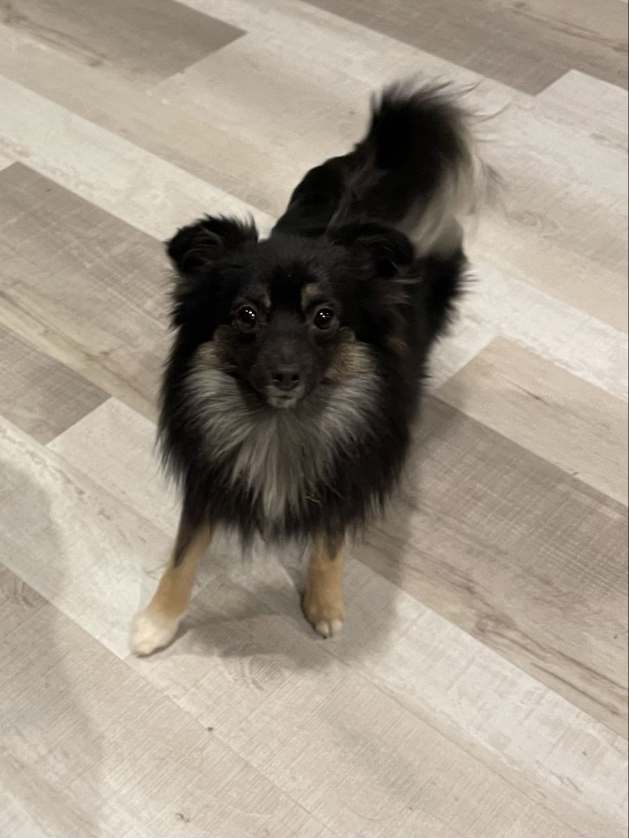 Toy Aussie Pomeranian