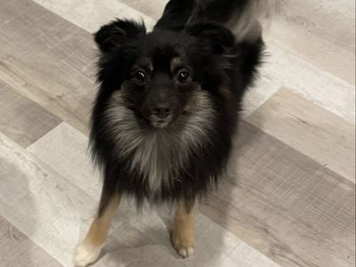 Toy Aussie Pomeranian