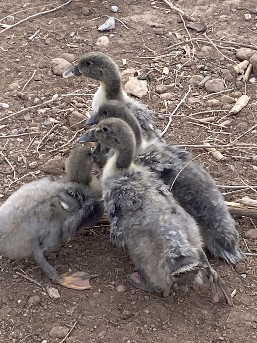 Blue Swedish Ducklings