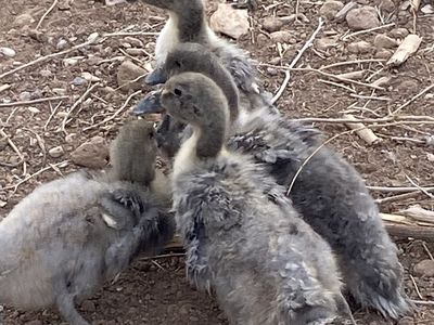 Blue Swedish Ducklings