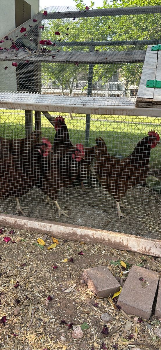 Free Rhode Island Red Chickens - 4 Adult Hens