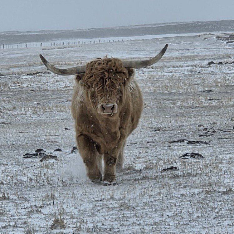 Highland Bull