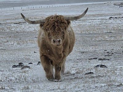 Highland Bull