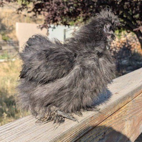 Young silkie hens