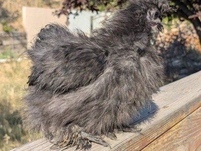 Young silkie hens