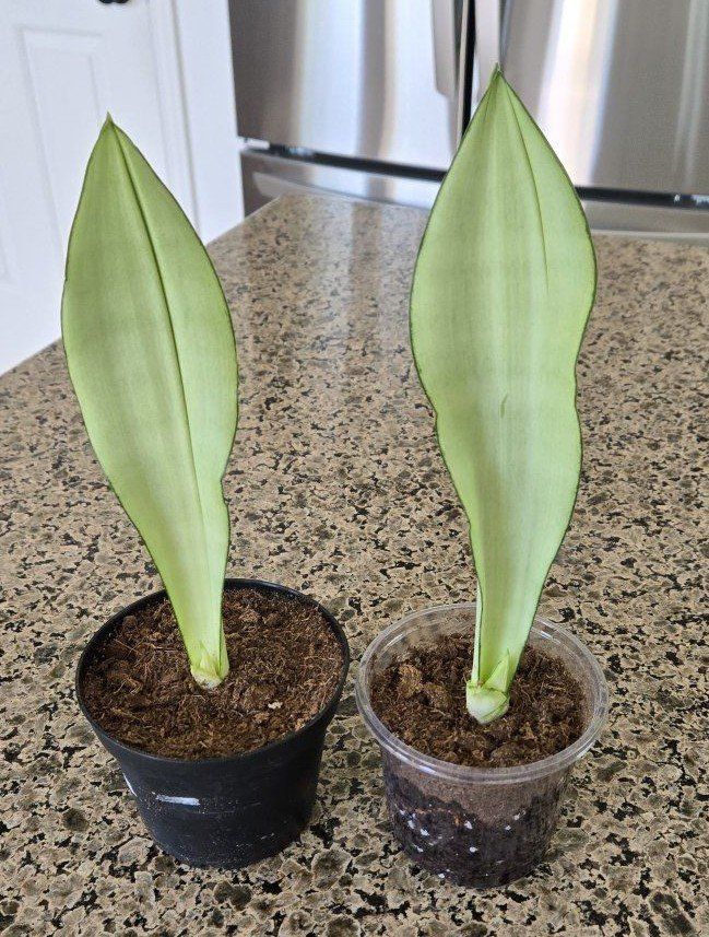 Moon Shine Snake Plant