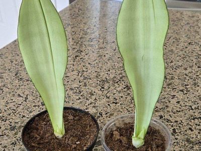 Moon Shine Snake Plant