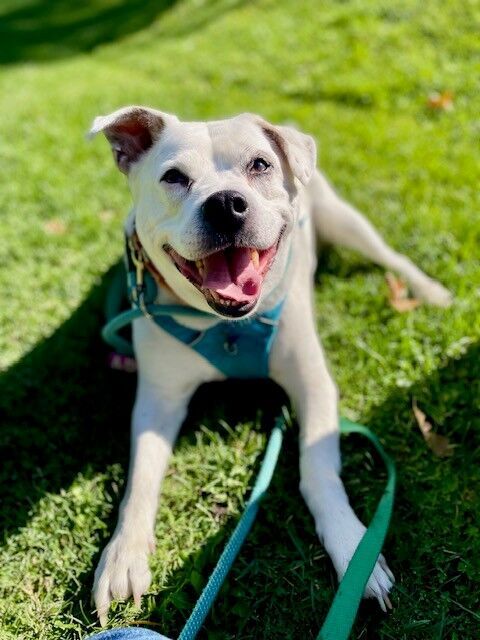 A145677 Sylvester is Available for Adoption!