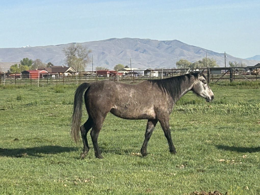 5 Year Old Grade Mare