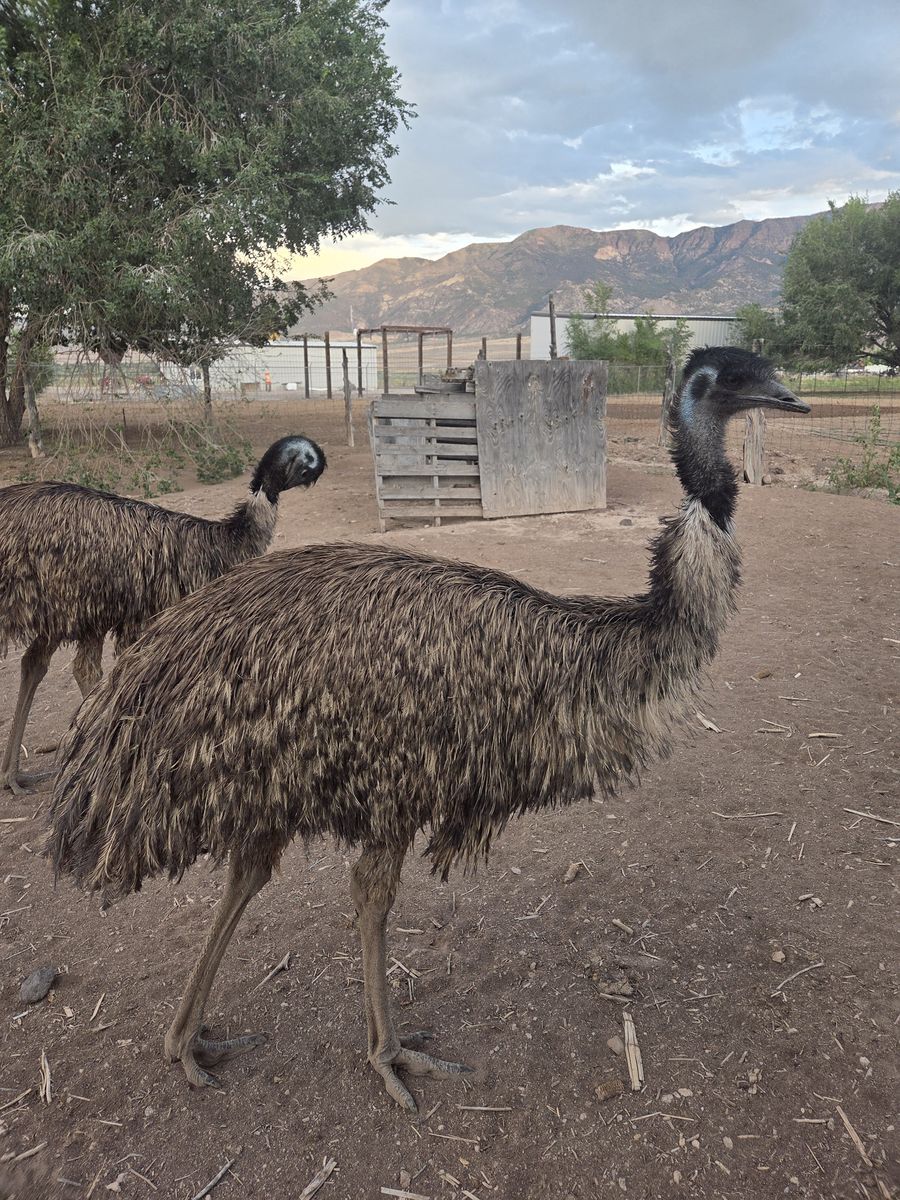 Emu