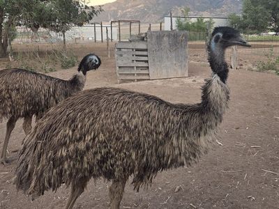 Emu