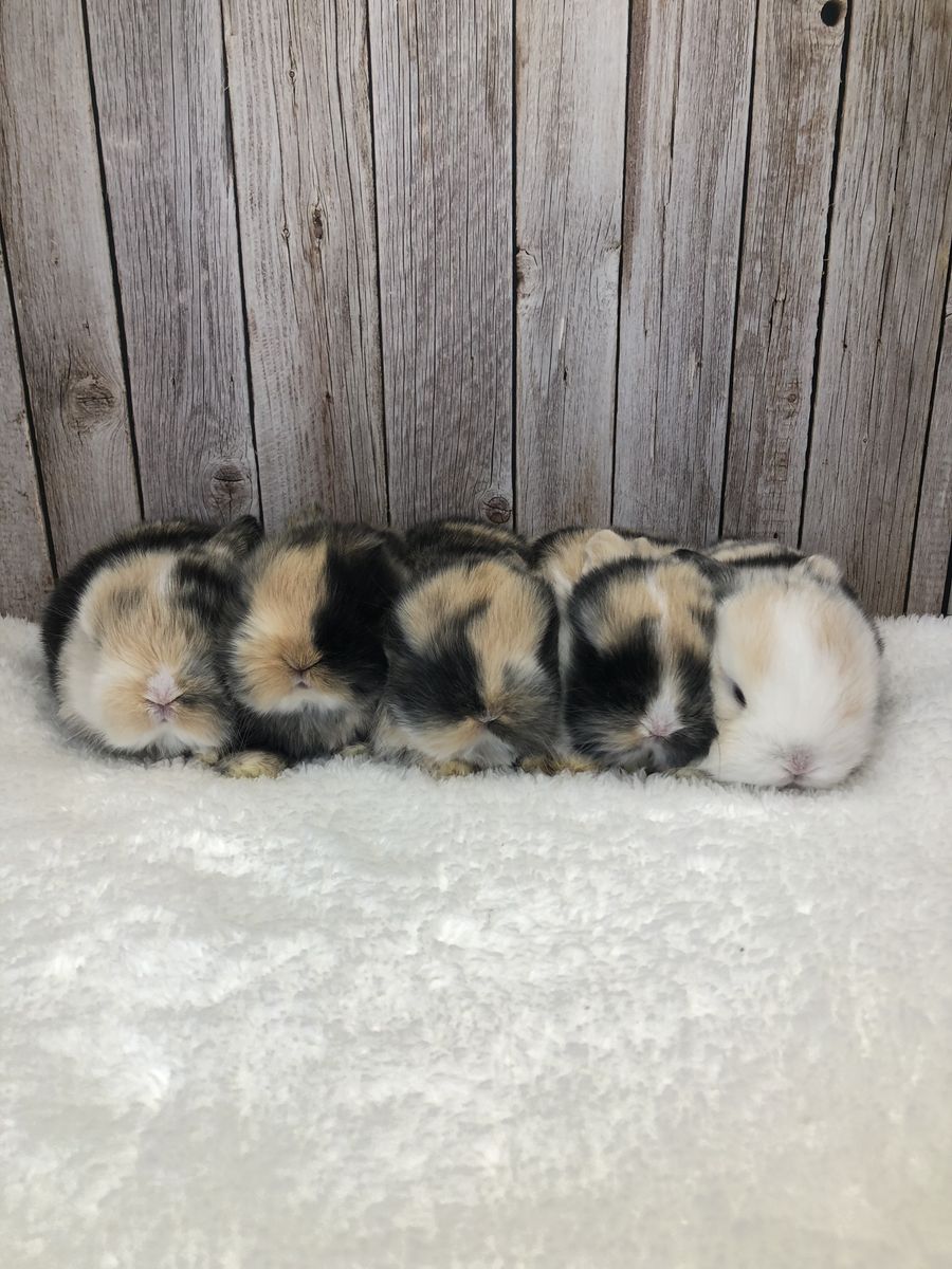 Purebred Holland Lops