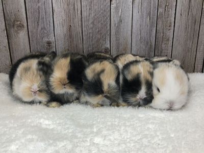 Purebred Holland Lops