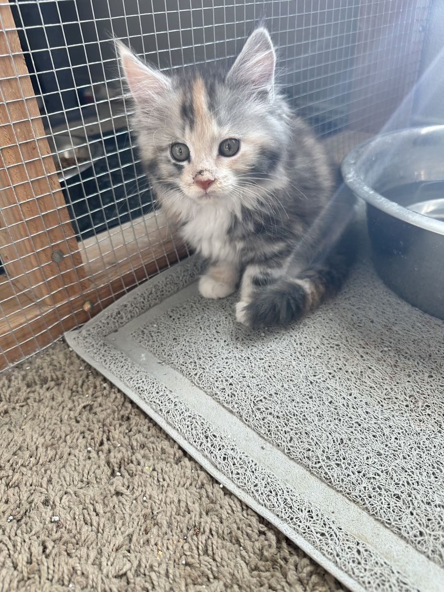 Maine Coon Kittens